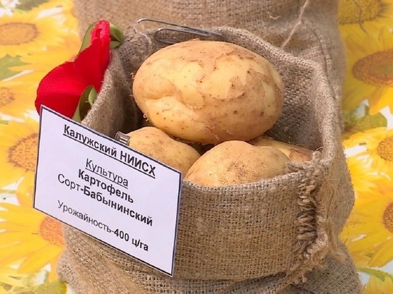 «Бабынинский картофель» стал официально зарегистрированным сортом