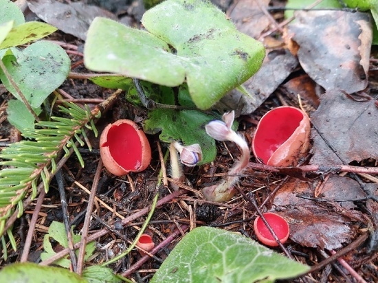 Первые в этом году грибы выросли в псковских лесах