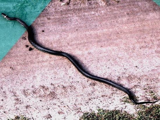 Курян предупредили о весенней активности змей