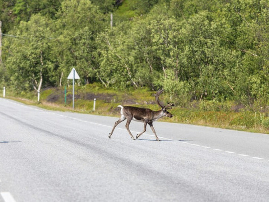 В Липецкой области олени выходят на автодороги