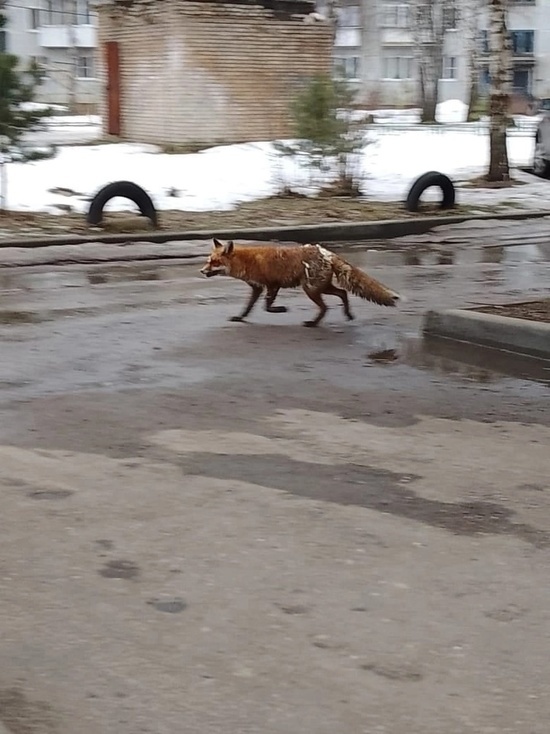 В Тверской области странная лиса грызла возле дома пластиковую ленту
