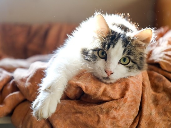 Довольная кошка – радость для хозяина: 5 способов сделать питомца счастливым