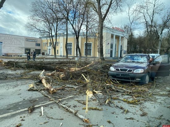 Дерево рухнуло на автомобили в центре Пскова