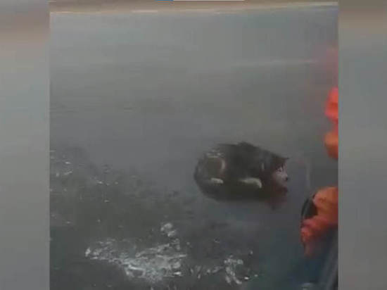 Сотрудники МЧС спасли собаку со льдины в Петербурге