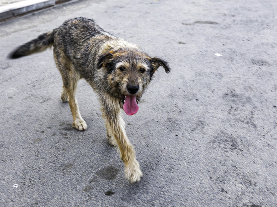 В поселке на Южном Урале стая бродячих собак загрызла косулю