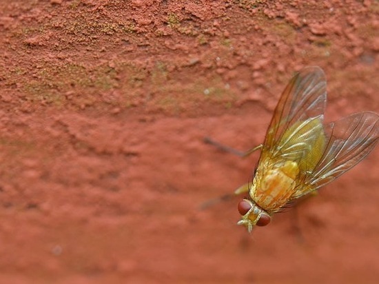 В ДНР появилось новое насекомое-вредитель