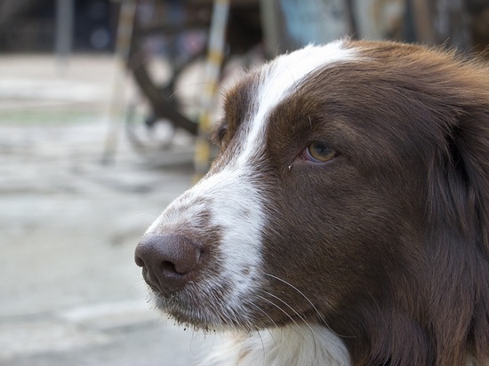 На чердаке жилого дома в Мурманске обнаружили свору собак