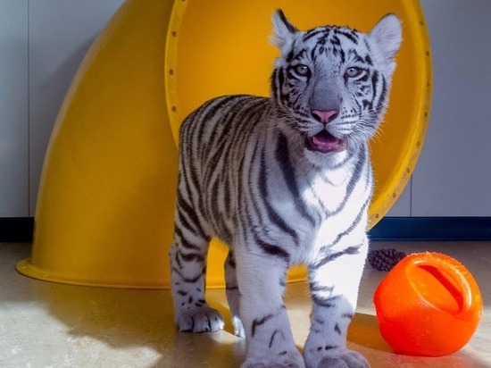 Мариупольский тигренок отправится в новый дом в Москве