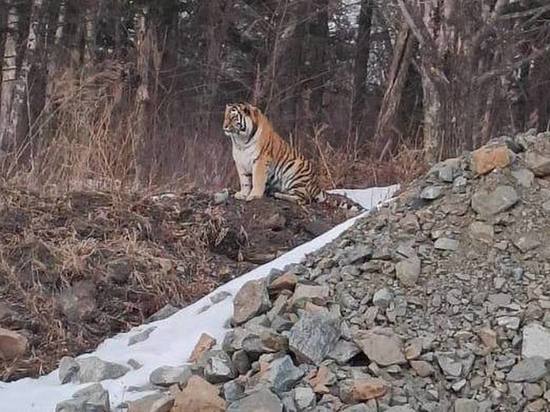 Водитель снял тигра на Сергеевском перевале в Приморье