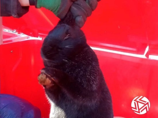 В Башкирии неизвестные выбросили в контейнер живого кролика