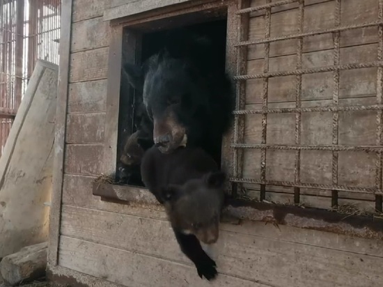 В барнаульском зоопарке сняли милое видео с выпавшим из «берлоги» медвежонком