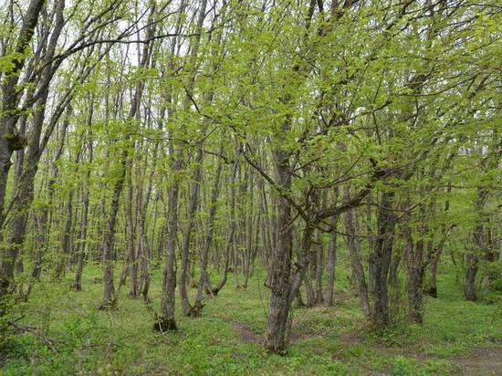 На Ставрополье создадут 7 лесопитомников саженцев на 6,5 гектара