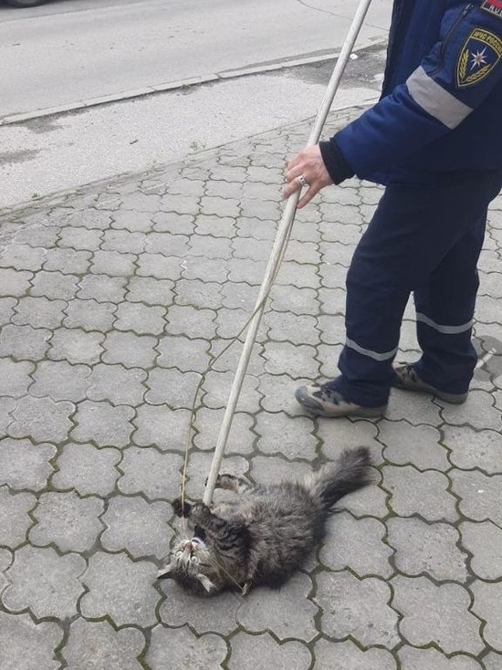 В Новороссийске уличный кот забежал в офис. Чтобы выгнать его, вызывали спасателей