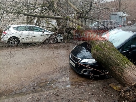 Дерево рухнуло на 3 машины в центре Калуги