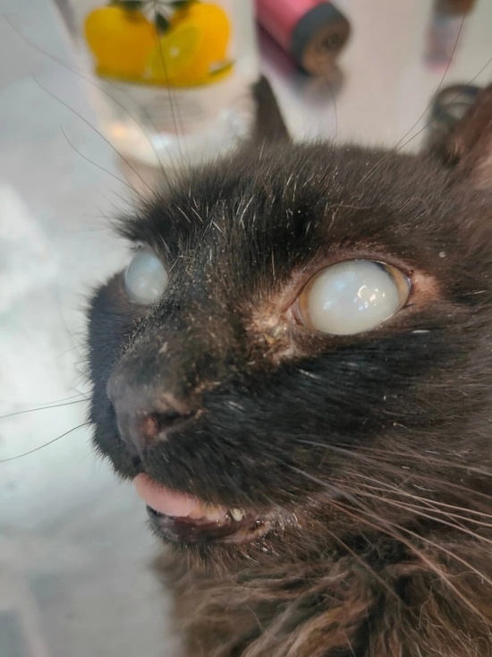 В Кирове ветеринарный врач спас от слепоты бездомного кота Веню