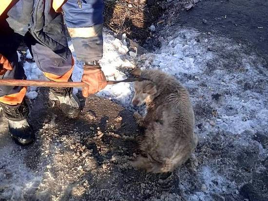 В Омске рабочие ДЭУ спасли застрявшую в колодце собаку