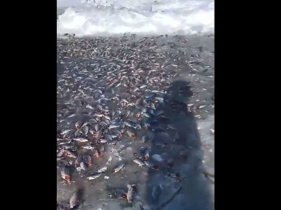 В Омской области на озере Салтаим рыбаки обнаружили сотни мёртвых рыб