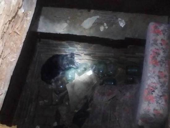 Под Саратовом спасатели вытащили собаку из погреба в заброшенном доме