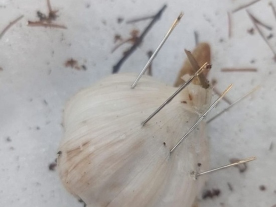 Чеснок, утыканный иголками, нашла жительница Черноголовки во время прогулки