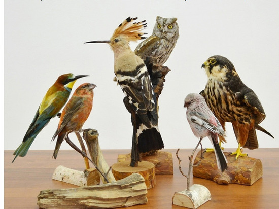 Уникальные чучела птиц представят на выставке в краеведческом музее Кургана