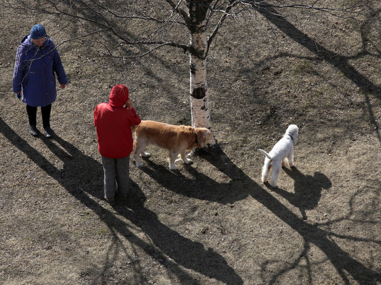 В Великом Новгороде начали развешивать листовки с правилами выгула собак