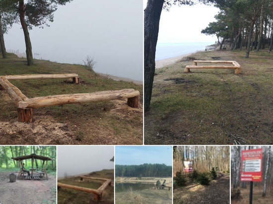 Администрация Калинингада нашла применение поваленым деревьям
