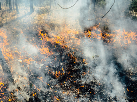 Лесные пожарные из Пинежского района провели тренировки с огнем