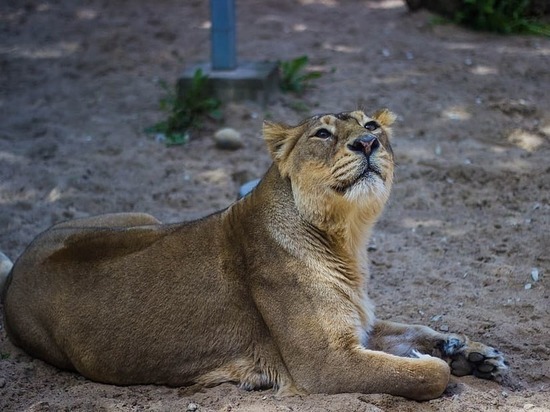 Львицы мариупольского зоопарка переедут Крым