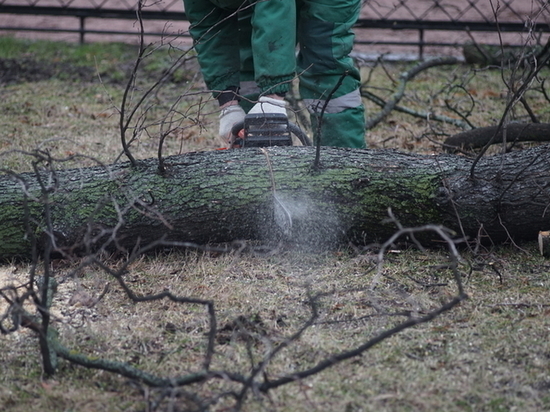В Калининграде решили вырубить деревья у памятника “Мать – Россия”