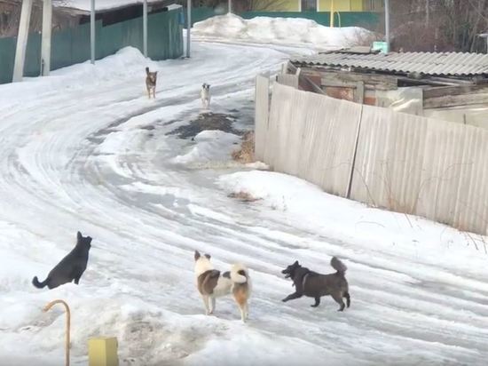 «Кидаются на людей»: стая агрессивных собак запугала жителей кемеровского поселка