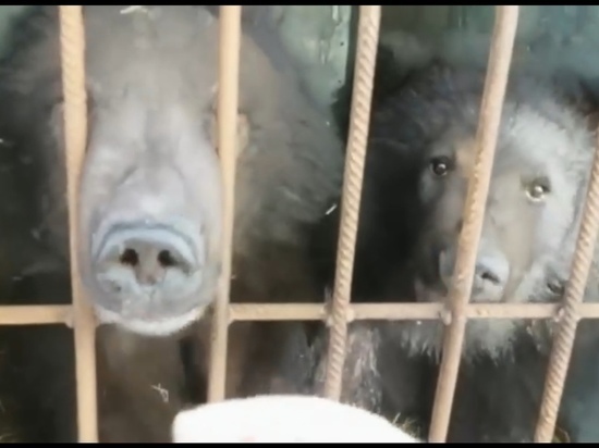 Спасенные под Новосибирском медвежата проснулись от спячки в реабилитационном центре