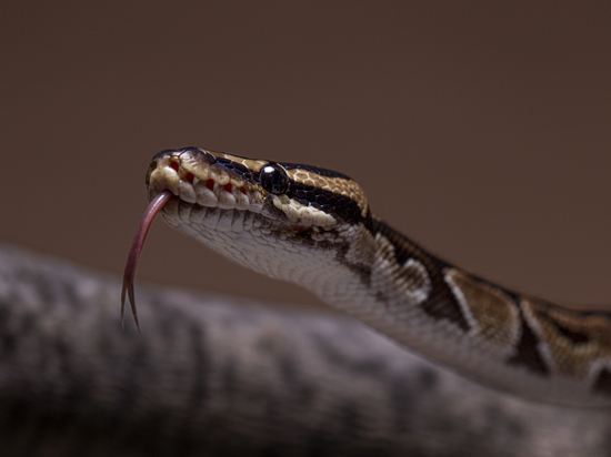 Гадюки начали просыпаться в подмосковных лесах