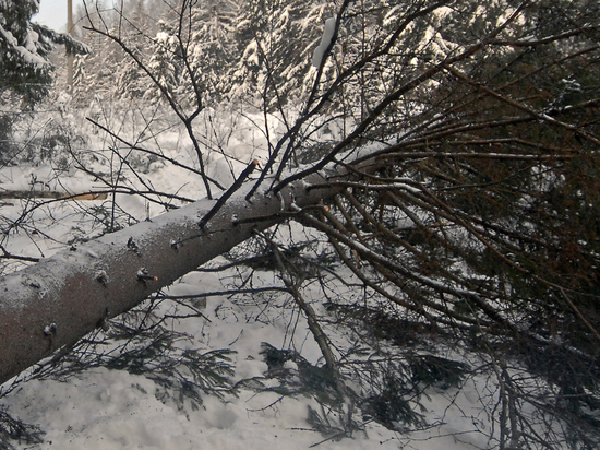 25-летнего рабочего убило деревом в подмосковном лесничестве