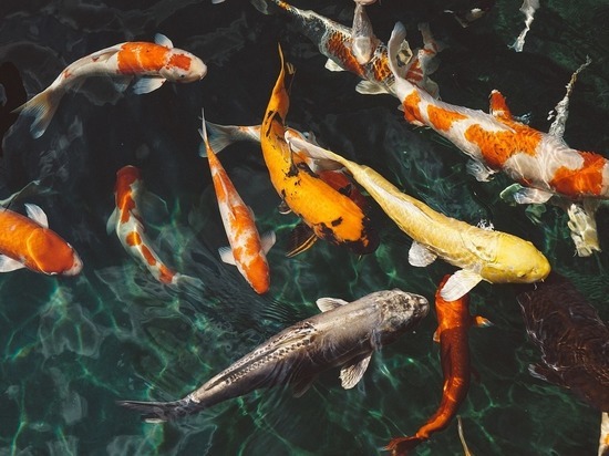 Предприятия аквакультуры Поморья увеличили объемы производства в три раза за пять лет