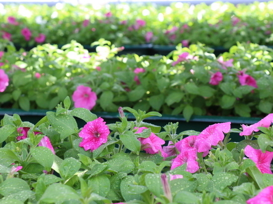 В Боровичах высадят почти 55 тысяч цветов за 3,5 млн рублей