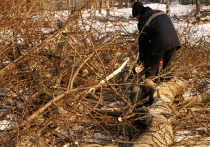 Трагедией для работяг обернулась валка леса в Зарайском лесничестве