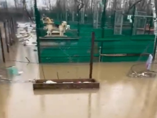 Крупный потоп произошел в приюте для собак в Подмосковье