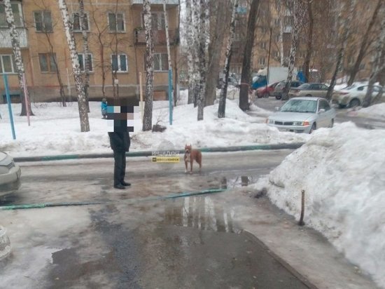 Бойцовская собака загнала женщину в подъезд в Новосибирске