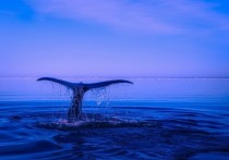 В море недалеко от Зеленоградска в воскресенье, 26 марта, заметили горбатого кита