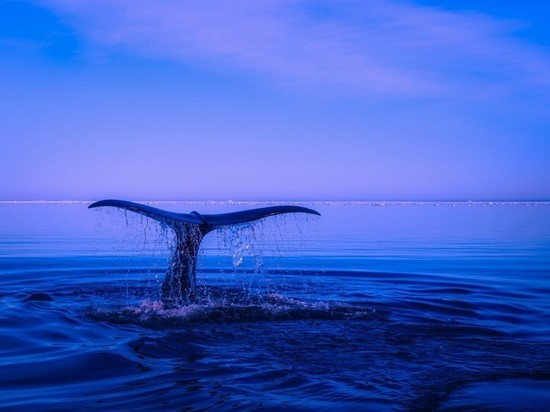 Недалеко от Зеленоградска заметили горбатого кита