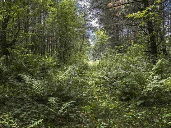В Курской области установлена охранная зона памятника природы «Урочище Медвежье болото»