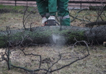 В Калининграде из-за строительства дороги к новому жилому комплексу на улице Орудийной вырубят 32 дерева