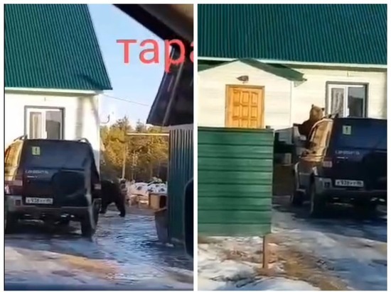 В Новосибирске через мессенджеры пересылают видео с медведем в частном доме