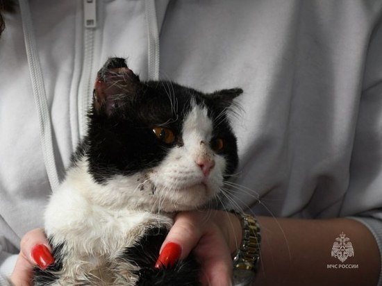 Сотрудники МЧС спасли кота после ликвидации пожара в Кемерове