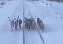 Олени задержали пассажирский поезд в Якутии на 30 минут, публикует видео издание «Подъем» со ссылкой на комментарий «Железных дорог Якутии»