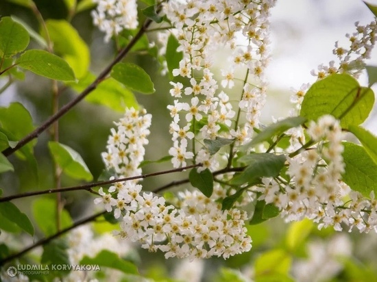 Девятиметровый навес с подвесными качелями установят в Побережном парке Петрозаводска
