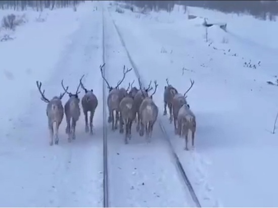 Стадо оленей перекрыло железную дорогу в Якутии
