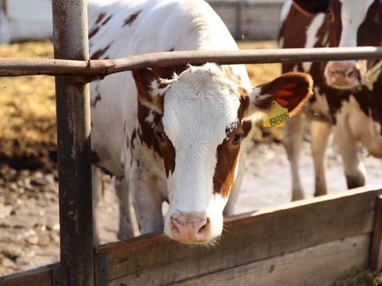 Гранты в 140 миллионов получили 20 фермерских хозяйств Приамурья