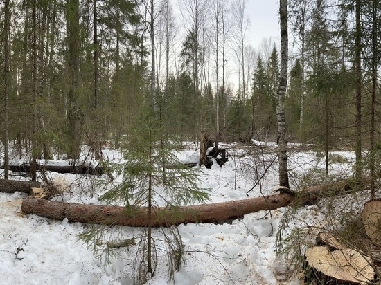 Следователи устанавливают детали гибели 53-летнего рубщика леса в Великоустюгском округе