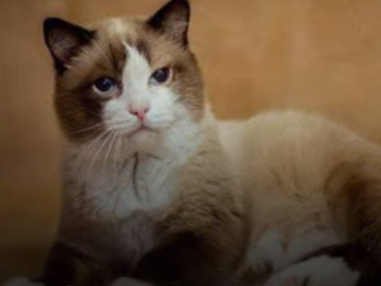 Умер самый старый кот России Дашун